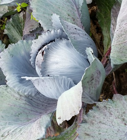 Professionele rode kool sept 2015.